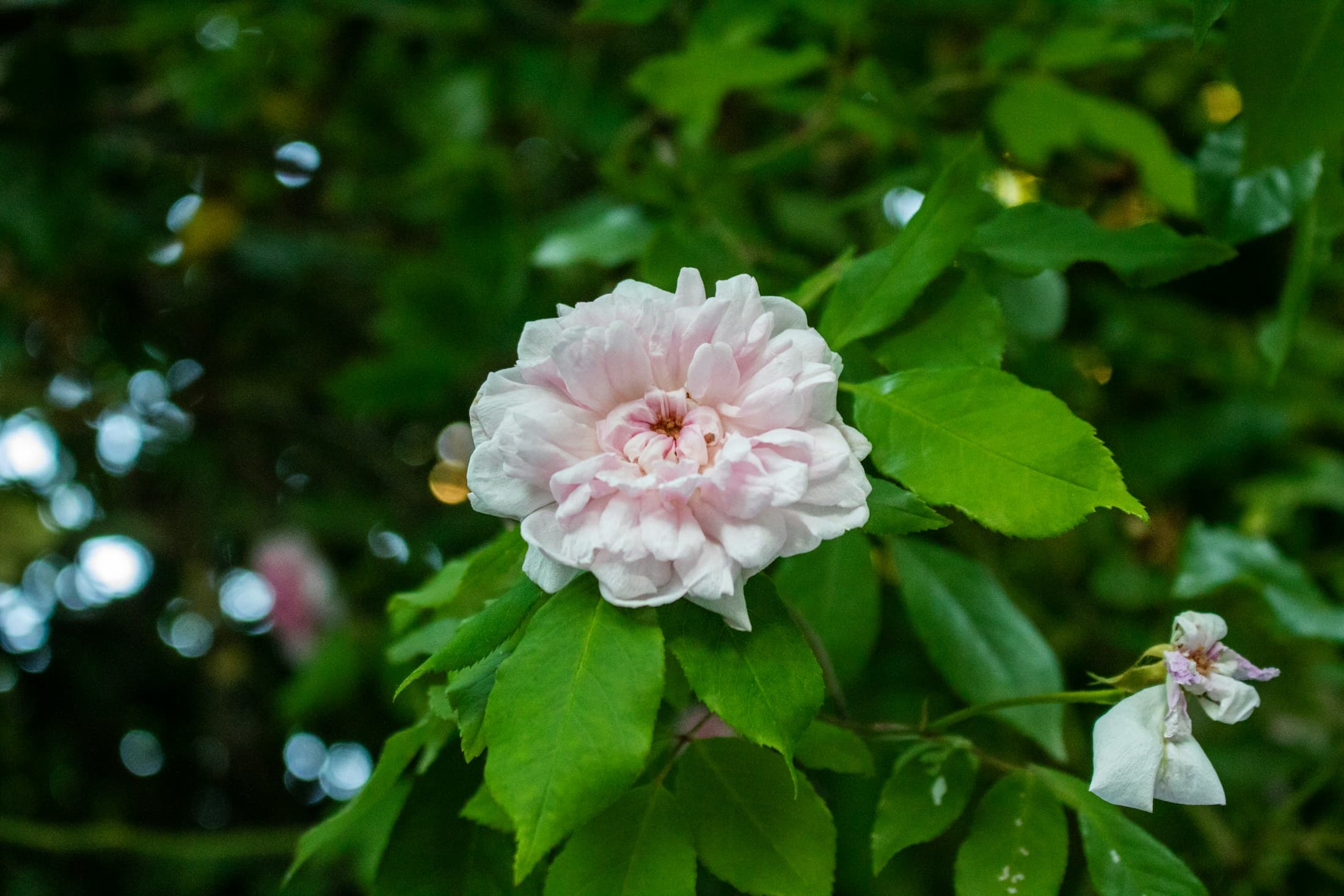 Розов цвят Rosa Damascena в естествена светлина